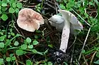 !!!Lepiota subincarnata!!!
