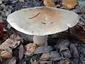 Lepista irina sin. Tricholoma irinum