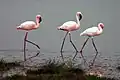 Păsări flamingo des întâlnite în vecinătatea Lacului Natron