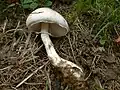 Leucoagaricus leucothites