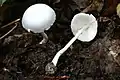 !!!Leucoagaricus sericifer!!!