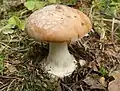 Leucocortinarius bulbiger