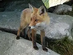 Vulpe(Vulpes vulpes)