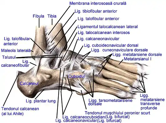 Ligamentele articulațiilor piciorului drept, văzute lateral (după Sobotta's Atlas and Text-book of Human Anatomy 1909)