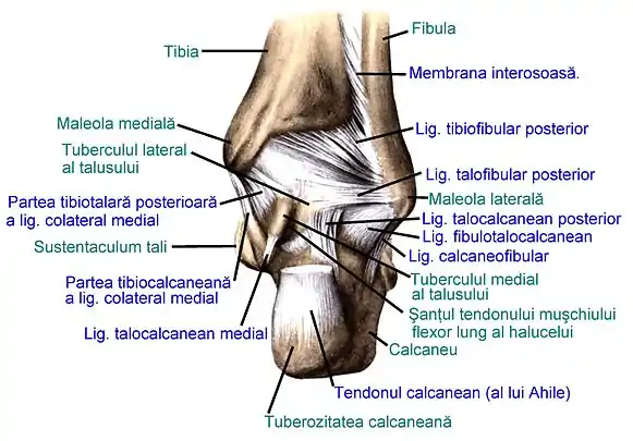 Ligamentele articulațiilor piciorului drept, văzute posterior (după Sobotta's Atlas and Text-book of Human Anatomy 1909)