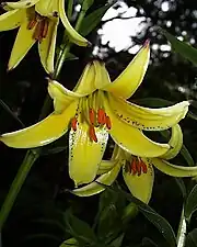 Crin caucazian(Lilium monadelphum)
