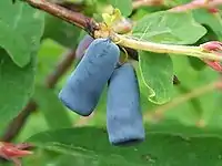Lonicera caerulea