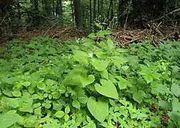Limba cerbului(Phyllitis scolopendrium)