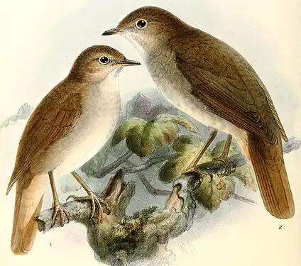 1. (în stânga) Privighetoarea roșcată (Luscinia megarhynchos); 2. (în dreapta) Privighetoare de zăvoi (Luscinia luscinia). După Dresser (1871-1881).