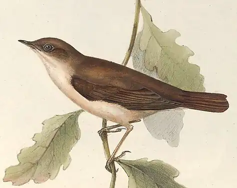 Privighetoarea roșcată (Luscinia megarhynchos) după John Gould (1837)