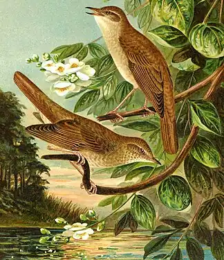 1. (sus) Privighetoarea roșcată (Luscinia megarhynchos); 2. (jos) Privighetoare de zăvoi (Luscinia luscinia). După Naumann (1905).