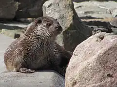 Vidră de râu(Lutra lutra)