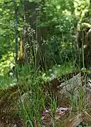 Iarbă albă de pădure(Luzula luzuloides)