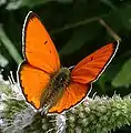 Fluture (Lycaena dispar)