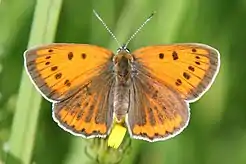 Femelă de fluture purpuriu