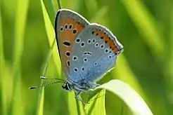 Mascul de fluture purpuriu