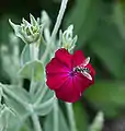 Flocoşele (Lychnis coronaria)