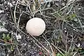 Lycoperdon frigidum