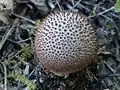 Lycoperdon nigrescens sin. foetidum