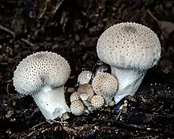 Lycoperdon perlatum (Agaricaceae)
