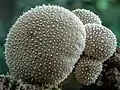 Lycoperdon pyriforme