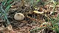 Lycoperdon umbrinum