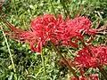 Lycoris radiata