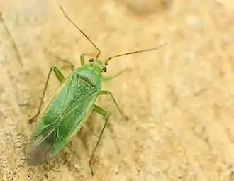 Ploșnița de fânețe (Lygocoris pabulinus)