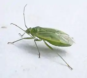 Ploșnița coacăzului și agrișului (Lygocoris rugicollis)