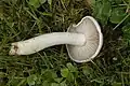 Leucocybe connata sin. Clitocybe connata