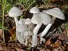 !!!Leucocybe connata!!!