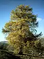 Larix decidua