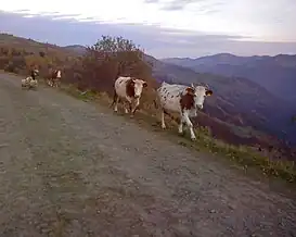 „Drumul generalului” Mărișel-Măguri-Răcătău în 2007: piatră amesecată cu pământ, fără parapeți