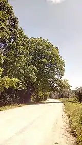 Stejar pedunculat ocrotit de stat