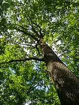 Amplasament de 5 stejari pedunculați, afectați