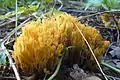 Ramaria aurantiosiccescens