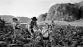 Tobacco Harvesting, Valle de Viñales, Cuba (2002)