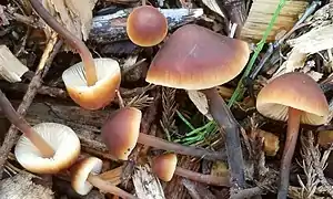 !Macrocystidia cucumis!