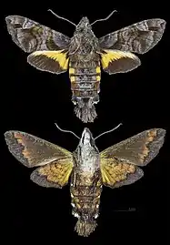 Macroglossum insipida'