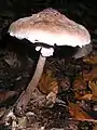 Macrolepiota procera
