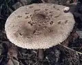 Macrolepiota konradii
