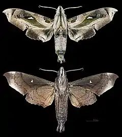 Madoryx plutonius MHNT