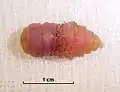 Larva speciei G. intestinalis