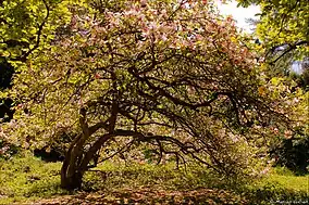 Imagine din rezervație (magnolie înfloră)