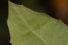 Partea inferioară a frunzei