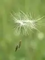 Papusul la păpădie (Taraxacum officinale)