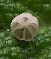 !Marasmius limosus!