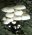 Marasmius rotula