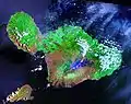 Insula Maui văzută din satelit