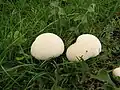 Lycoperdon pratense